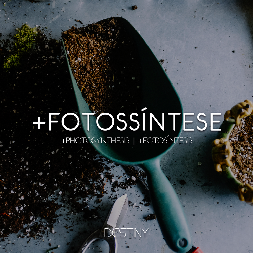 +Photosynthesis